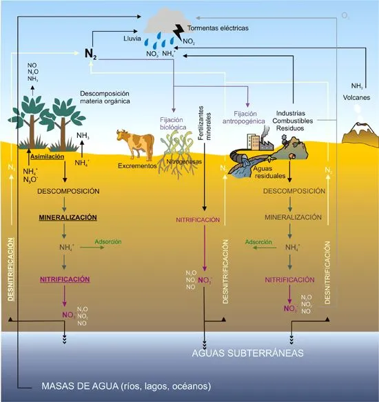 ciclo del nitrogeno | Cienciaescolar.NET