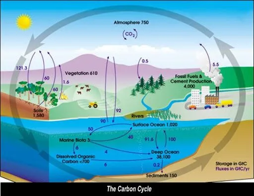 Ciclo del nitrogeno para colorear - Imagui