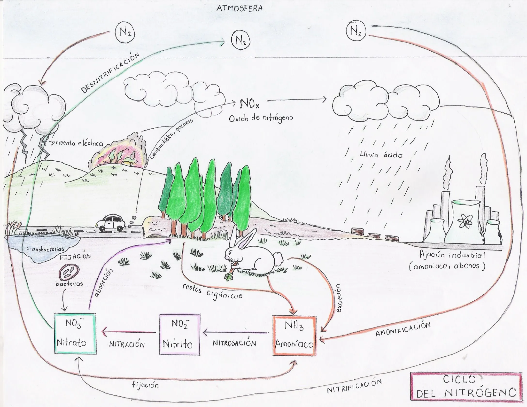 CICLO DEL nitrogeno Colouring Pages