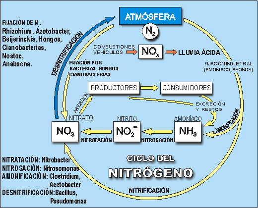 ciclo-nitrogeno-lenntech