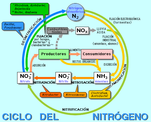 El ciclo del Nitrógeno en el mundo está ahora trastocado.. - Taringa!