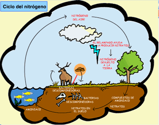 Ciclo del Nitrógeno y del Oxigeno: Ciclos del Nitrógeno y del Oxigeno