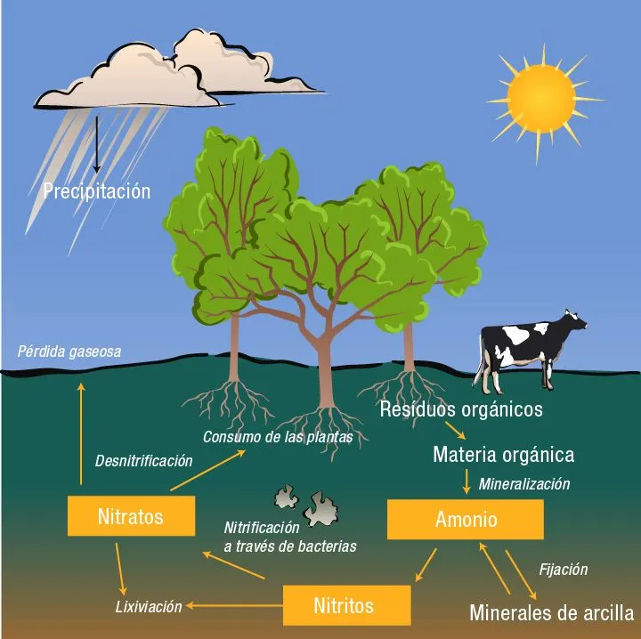 El Ciclo del Nitrógeno - Ventanas al Universo