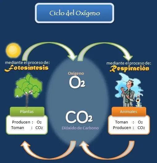 El Ciclo del Oxigeno « Historia del mundo