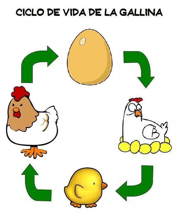 Ciclo del pollo para niños - Imagui