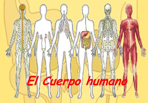 SEGUNDO CICLO DE PRIMARIA Mª Santos: Cuerpo humano 1