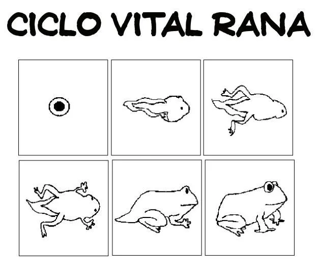 Ciclo de vida dela rana para colorear - Imagui