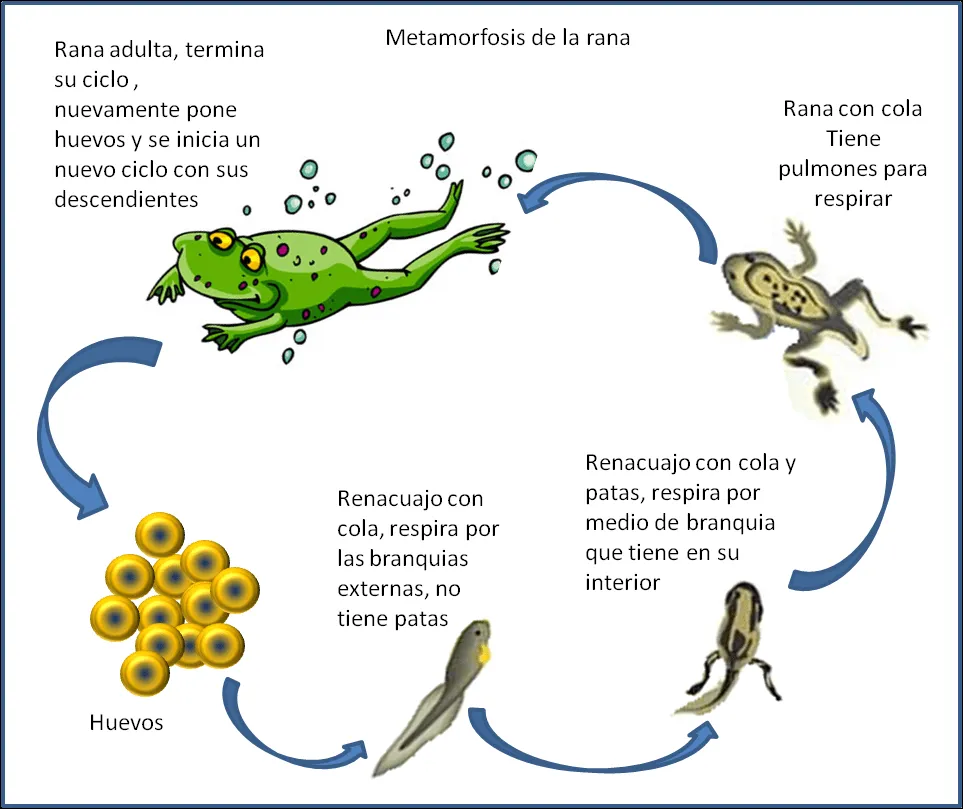 CICLO DE VIDA DE LOS ANIMALES: QUE CAMBIOS PRESENTAN LOS ANIMALES?