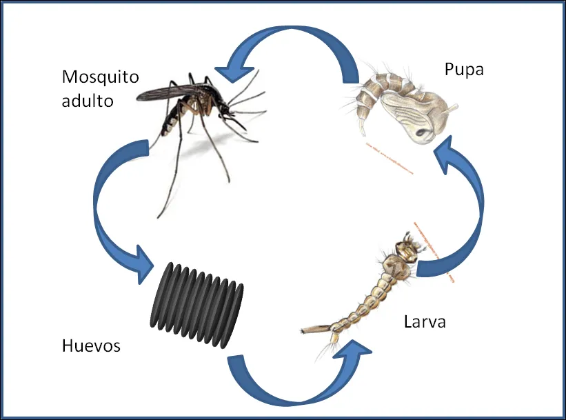 CICLO DE VIDA DE LOS ANIMALES: QUE CAMBIOS PRESENTAN LOS ANIMALES?