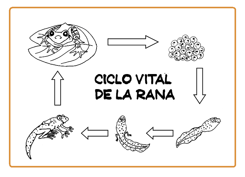 Ciclo de vida de la rana para colorear - Imagui