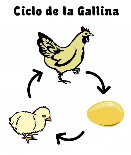 ciclo de vida de la gallina 2