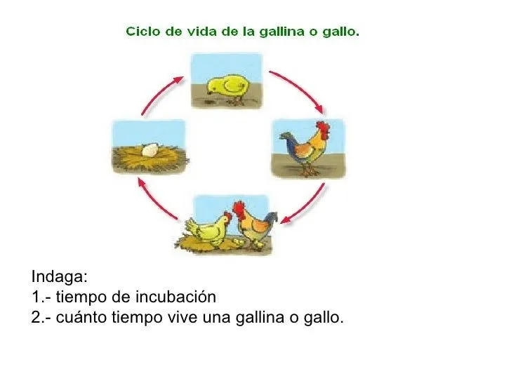 Ciclo de vida de una gallina - Imagui