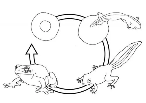 Ciclo de vida dela mariposa para niños - Imagui