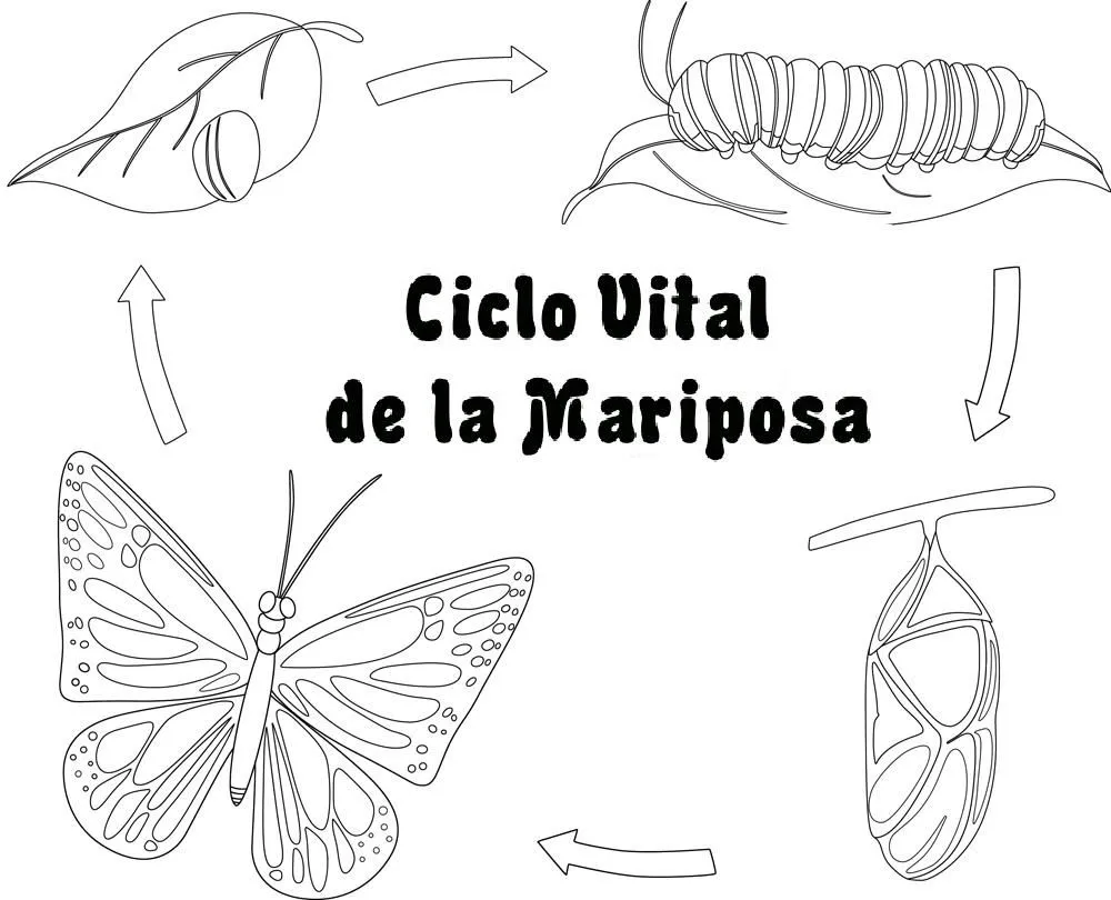 Ciclo de vida de la mariposa para colorear - Imagui