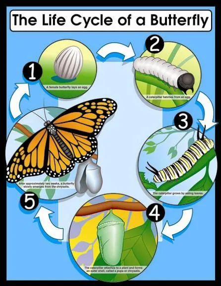 Ciclo de vida de la mariposa en ingles - Imagui