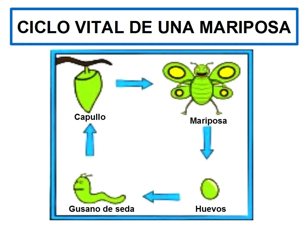 Ciclo de vida de la mariposa en inglés - Imagui