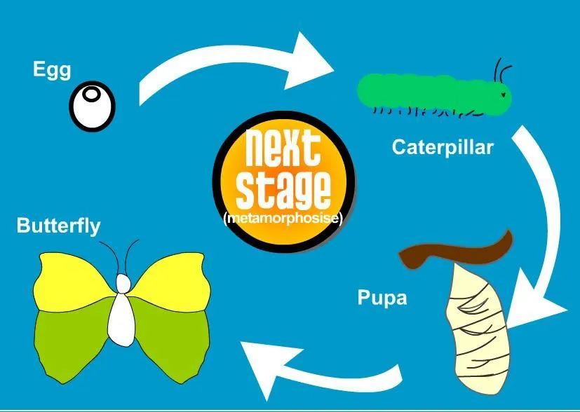 Ciclo de vida de la mariposa en inglés - Imagui