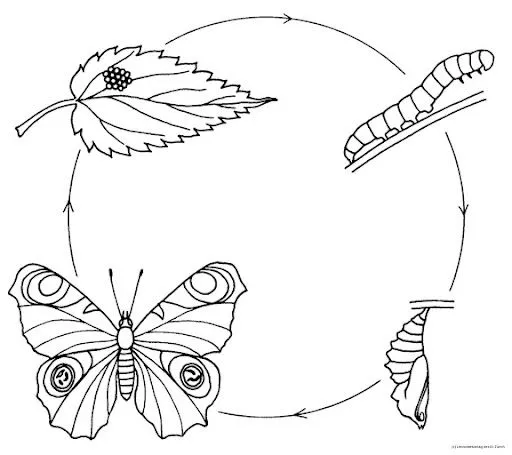 Ciclo de vida dela mariposa para niños - Imagui