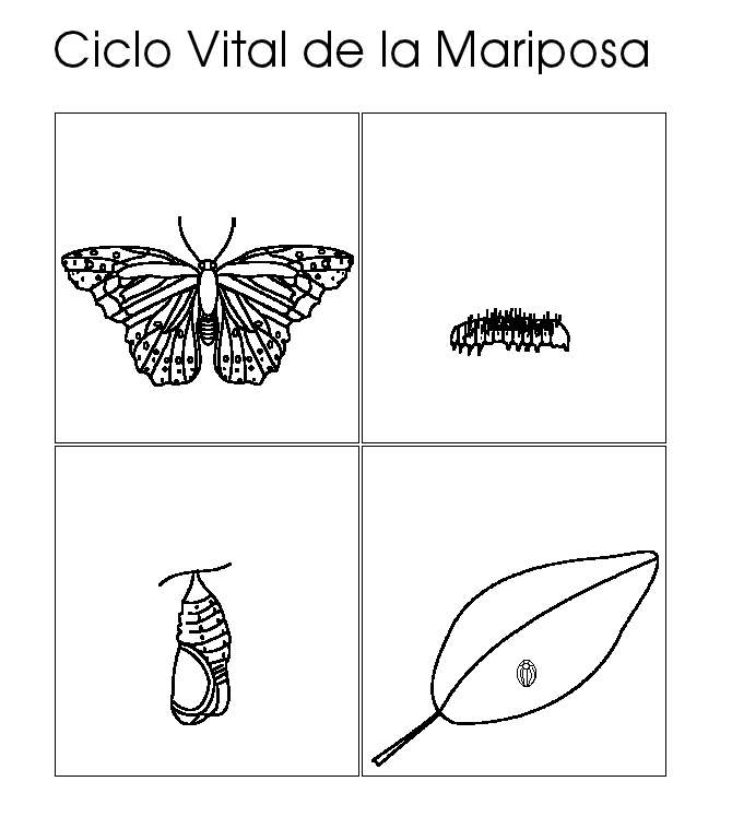 Ciclo de vida de las mariposas para colorear - Imagui