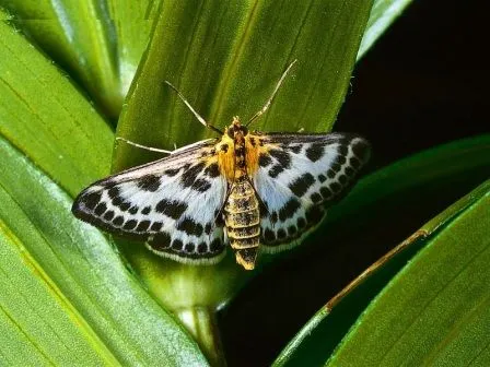 El ciclo de vida de las mariposas | MARIPOSAPEDIA