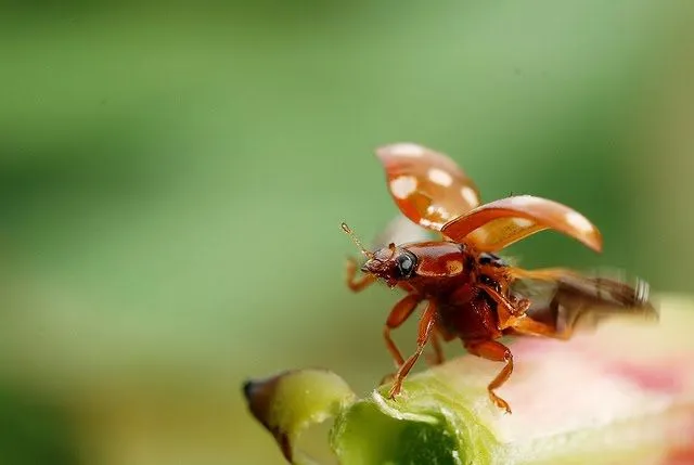 El ciclo de vida de la mariquita - Taringa!