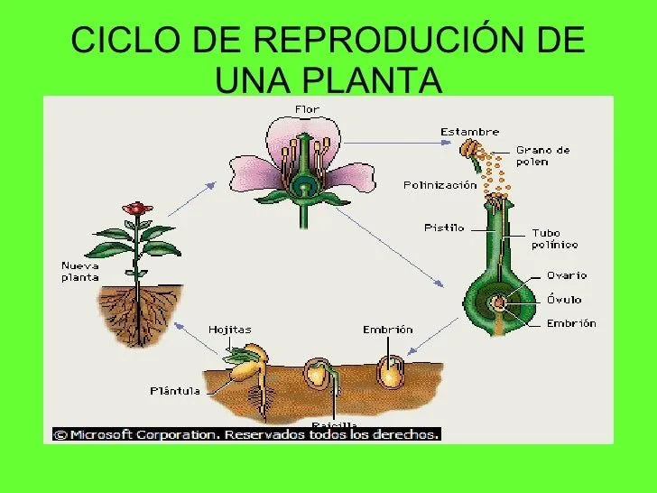 Ciclo de la vida de la planta - Imagui