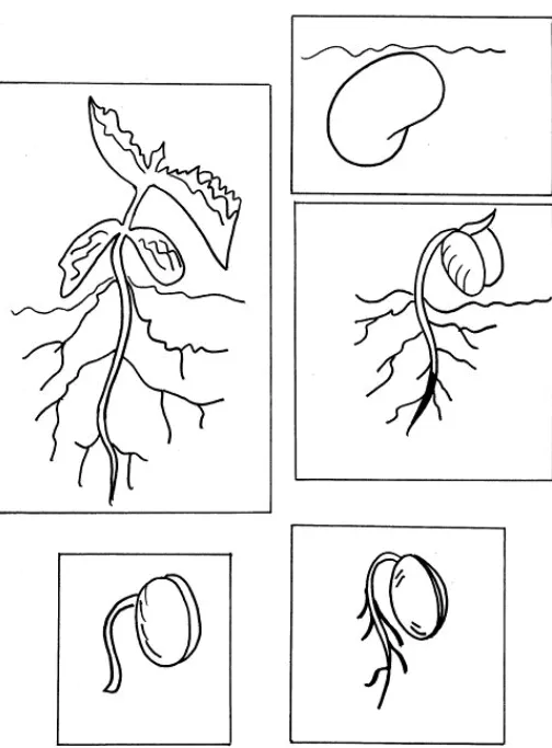 Ciclo de vida de las plantas para colorear - Tu Escuelita