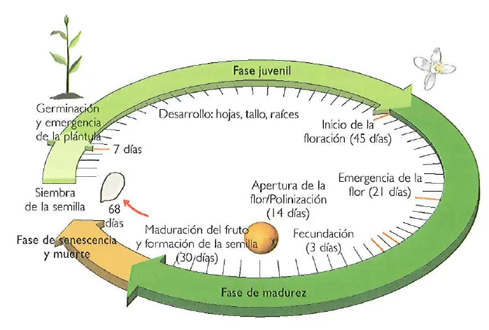 Ciclo de vida de las plantas germinacion senescencia ~ INEVID