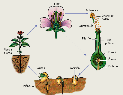 El ciclo de una planta - Imagui