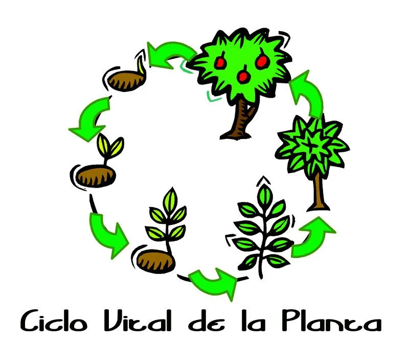 El ciclo de vida de las plantas para niños - Imagui