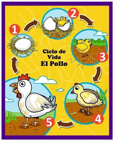 Ciclo de vida del pollito - Imagui