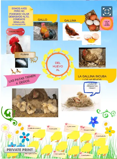 Ciclo vital de la gallina - Imagui