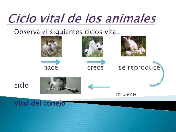 Ciclo vital