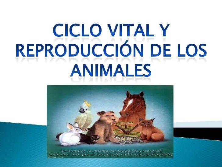 Ciclo vital