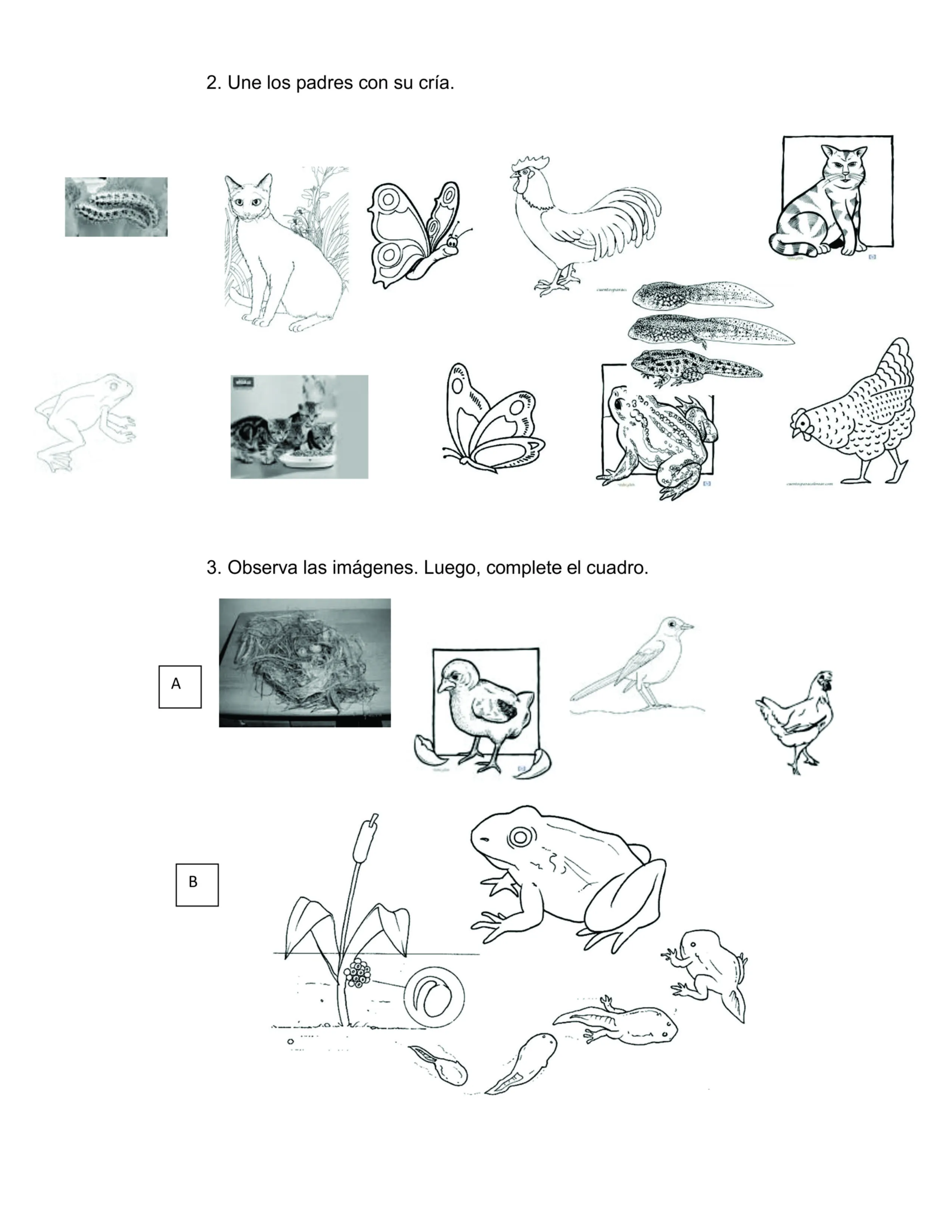 ciclo vital de humano Colouring Pages