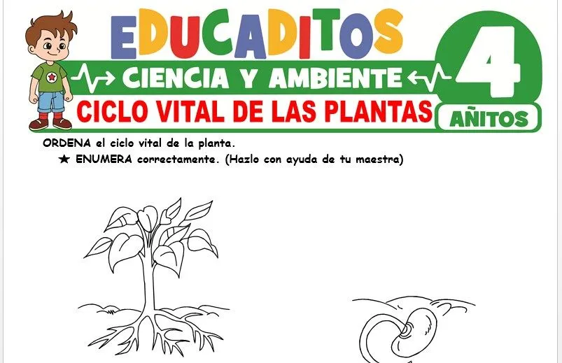 Ciclo Vital de las Plantas para Niños de 4 Años » Educaditos.com