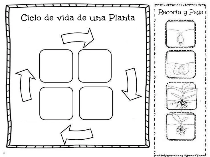 Ciclo vital de las plantas para niños para colorear - Imagui