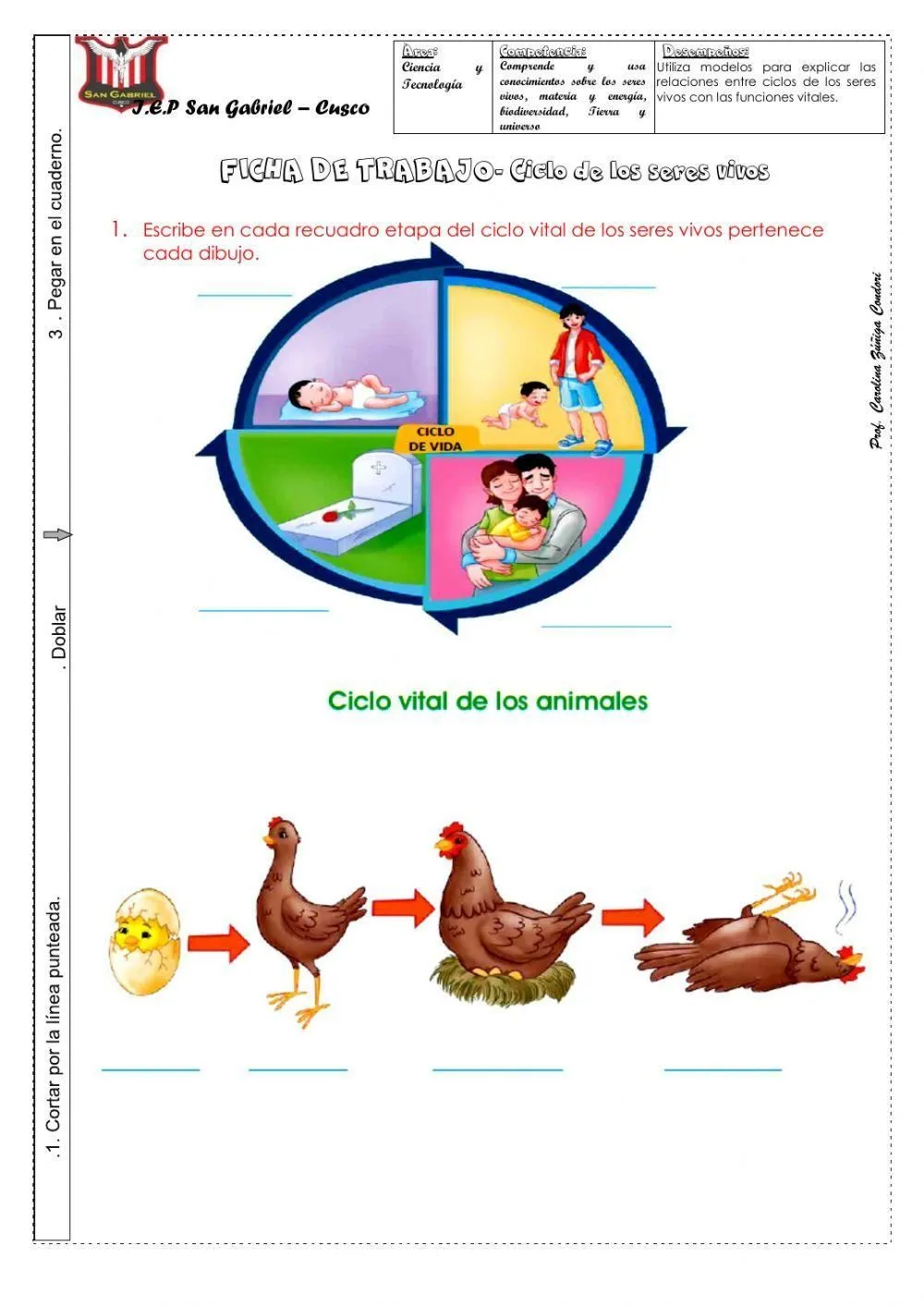 Ciclo vital de los seres vivos activity | Live Worksheets