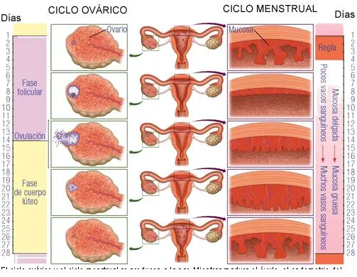 CicloOvarico.JPG