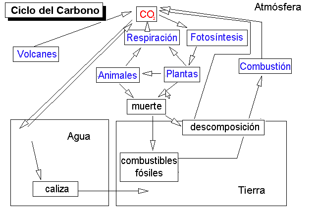 CICLOS BIO-