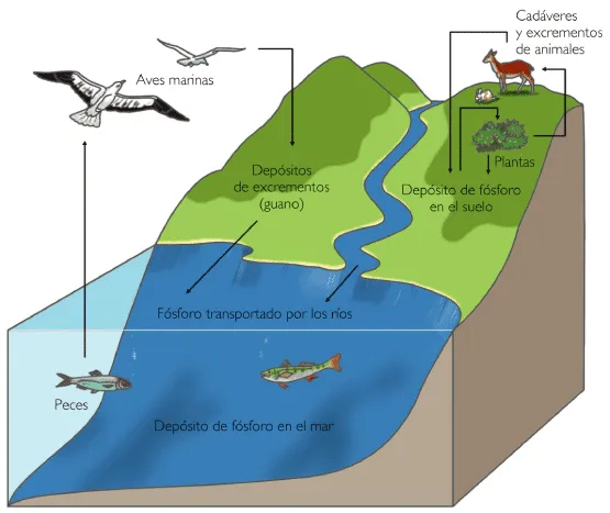 ciclos biogeoquimicos: marzo 2013