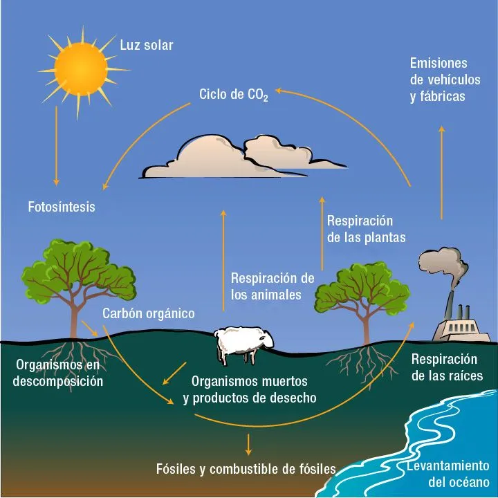 Ciclos Biogeoquímicos - Ventanas al Universo