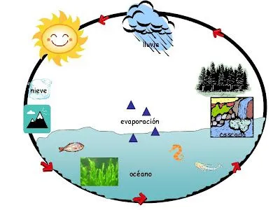 Ciclos de la naturaleza: Ciclo del agua