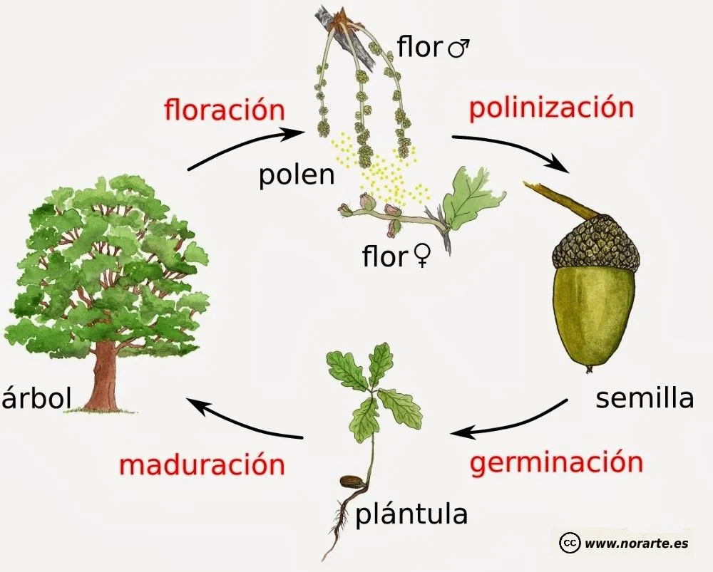 Ciclos de la Naturaleza Monografía : El Mundo y sus Plantas