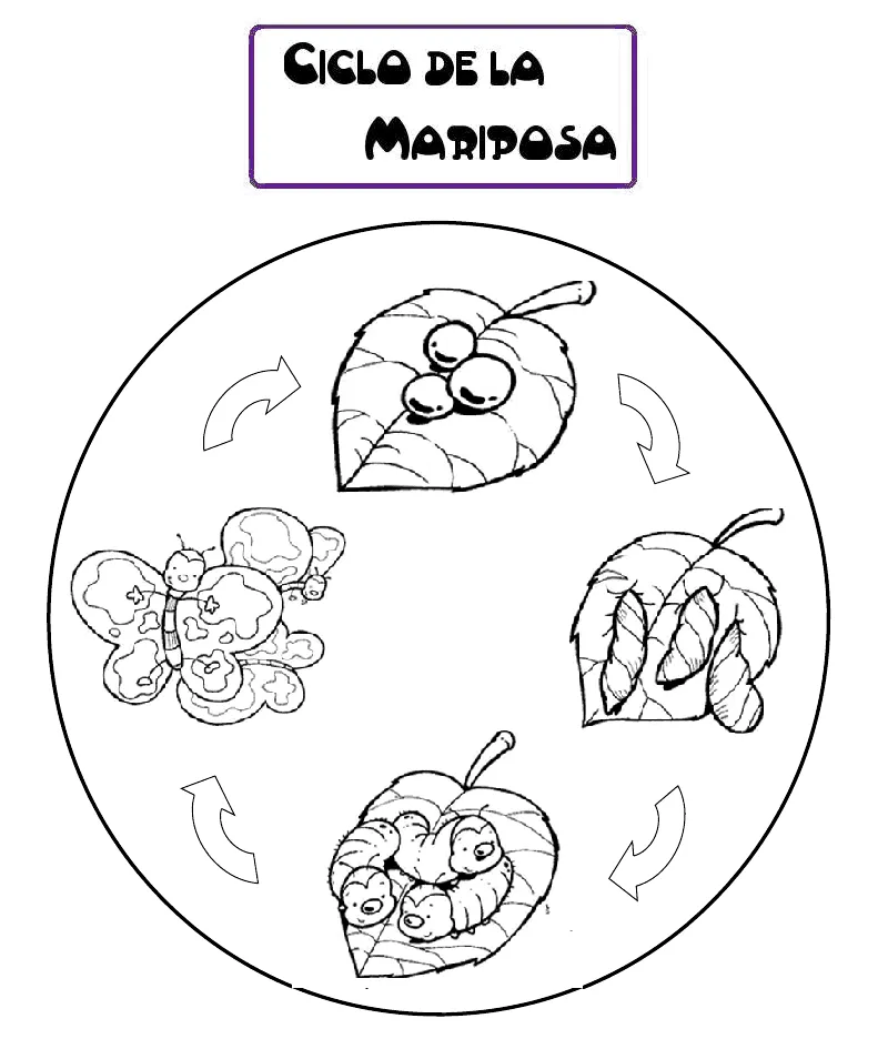 Ciclos de vida para colorear - Imagui