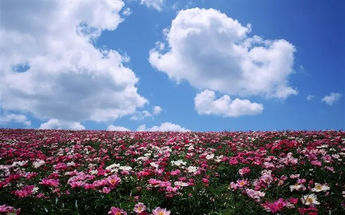 Cielo azul nubes blancas y flores papel tapiz #4 - Fondo de ...