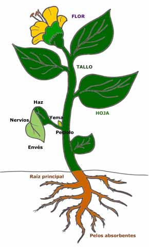 ciencia y ambiente: Las Partes de la Planta