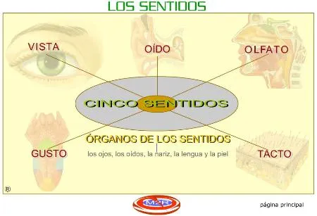 CIENCIA DIGITAL: Los Órganos de los Sentidos