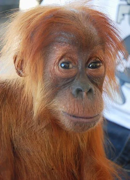 Ciencia Enfurecida: ¿Cómo puedes ayudar a evitar la extinción del ...