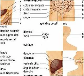 Ciencia Entretenida: Puzzles